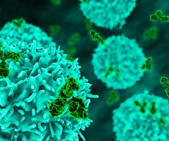 antibodies